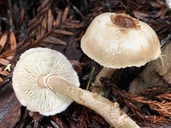 Lepiota castaneidisca