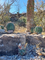 Ferocactus peninsulae