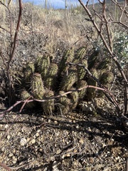 Echinocereus engelmannii fasciculatus
