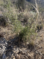 Sarcomphalus obtusifolius