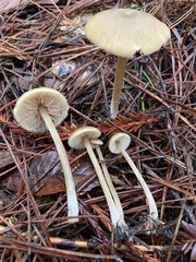 Entoloma formosum