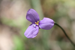Patersonia occidentalis