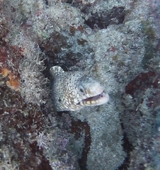 Muraena lentiginosa