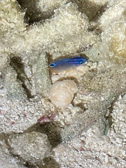 Chrysiptera unimaculata