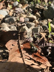 Ranitomeya variabilis