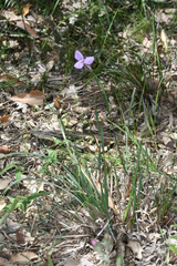 Patersonia occidentalis