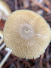 Entoloma formosum