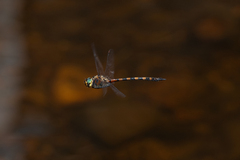 Hesperocordulia berthoudi