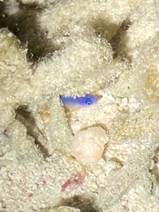 Chrysiptera unimaculata