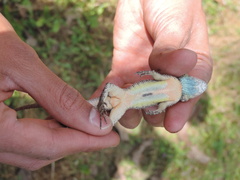 Sceloporus melanorhinus