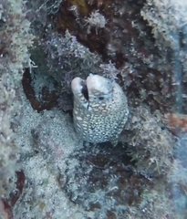 Muraena lentiginosa