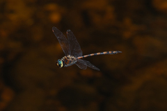 Hesperocordulia berthoudi