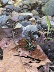 Ranitomeya variabilis