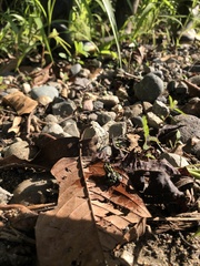 Ranitomeya variabilis