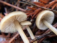 Entoloma formosum