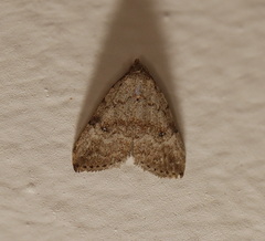 Tolpiodes oligolasia