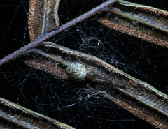 Tylorida