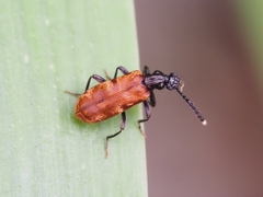 Lemodes atricollis