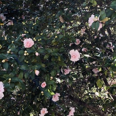 Camellia