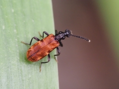 Lemodes atricollis