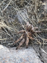 Grammostola rosea