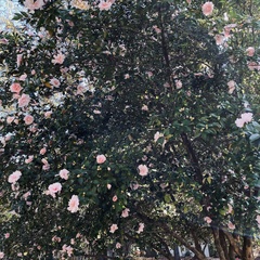 Camellia