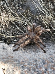 Grammostola rosea
