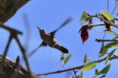 Chlorostilbon lucidus