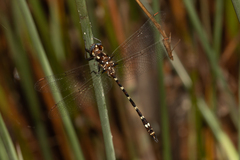 Austrosynthemis cyanitincta