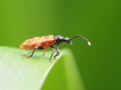 Lemodes atricollis
