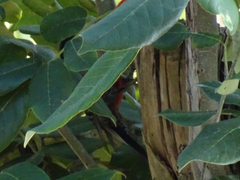 Melanerpes aurifrons