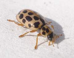 Anisosticta novemdecimpunctata