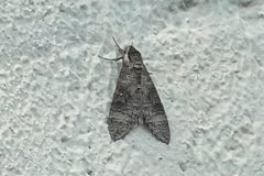 Agrius cingulata