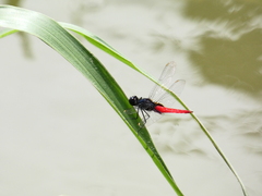 Planiplax phoenicura