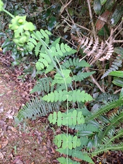 Histiopteris