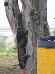 Sciurus yucatanensis
