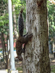 Sciurus yucatanensis