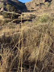 Leptochloa dubia