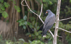 Rostrhamus sociabilis