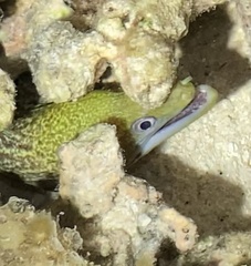 Gymnothorax undulatus