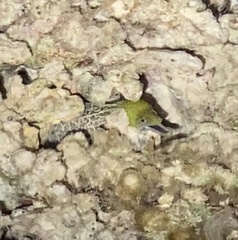 Gymnothorax undulatus