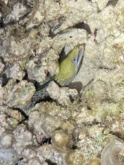 Gymnothorax undulatus