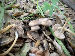 Marasmius albogriseus