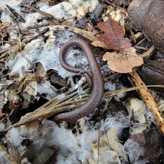 Batrachoseps gregarius