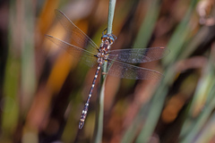 Austrosynthemis cyanitincta