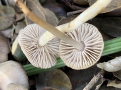 Marasmius albogriseus