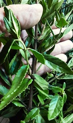 Prostanthera lasianthos