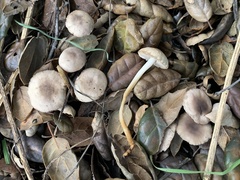 Marasmius albogriseus