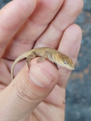 Anolis nebulosus