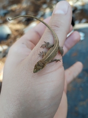 Anolis nebulosus